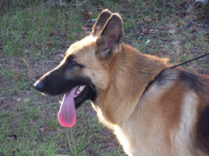 liedosummer2011.jpg