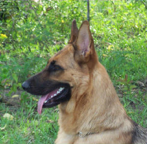 priaheadshotjuly2012.jpg