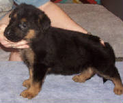 pup3wk1.jpg