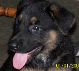 pup6wk2.jpg