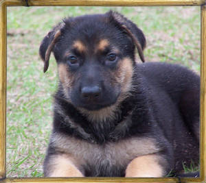 pupfront.jpg