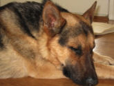 koda.jpg